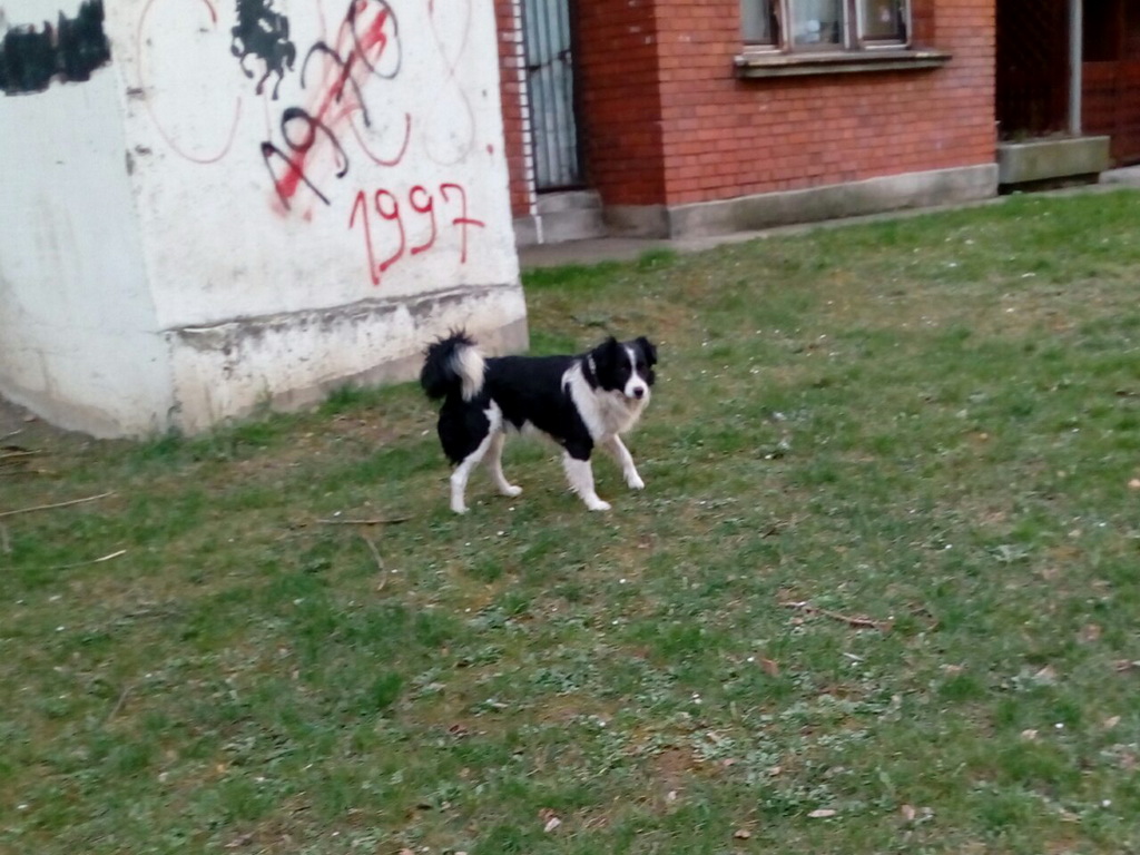 psi-kolubara-2.jpg